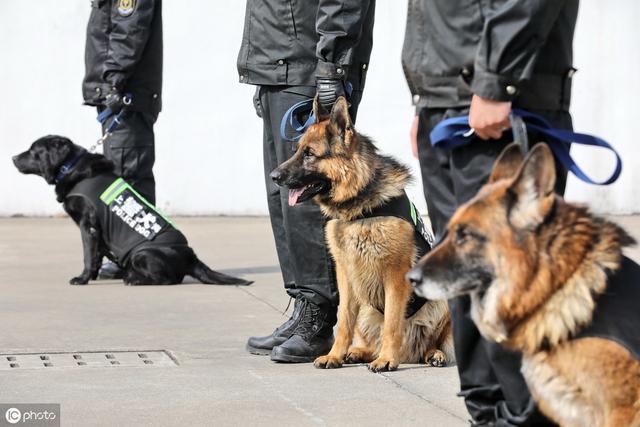 流浪狗憑實(shí)力秒入職警犬隊(duì)